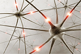 Depiction of Dorsal Root Ganglia